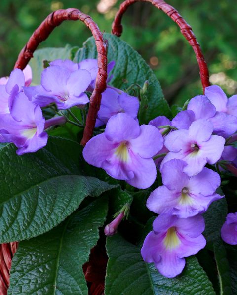 16 گیاه شکوفه داخلی که شما را در حال و هوای بهار قرار می دهد گلدان مهرن، گلدان سرامیکی ، سرامیک نشکن