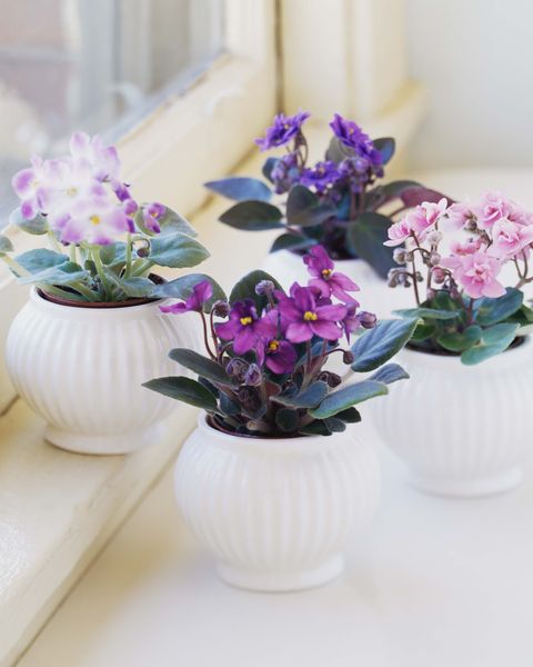 16 گیاه شکوفه داخلی که شما را در حال و هوای بهار قرار می دهد گلدان مهرن، گلدان سرامیکی ، سرامیک نشکن