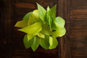 گلدان مهرنی ، گلدان پلیمری سرامیک نشکن |نحوه رشد و مراقبت از پوتوس