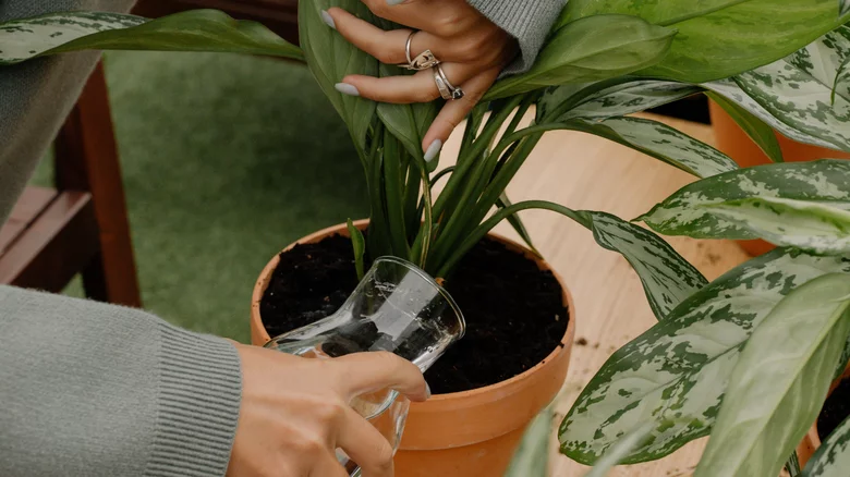 چگونه می توان گیاه دیفن باخیا را با موفقیت رشد داد