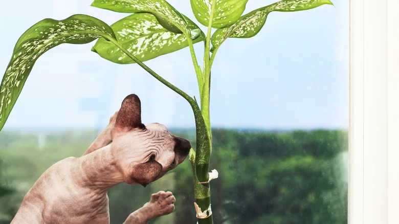 چگونه می توان گیاه دیفن باخیا را با موفقیت رشد داد