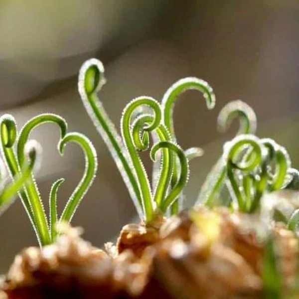 آلبوکا اسپیرالیس ، نحوه رشد و مراقبت از گیاه فریزلی - آلبوکا اسپیرالیس